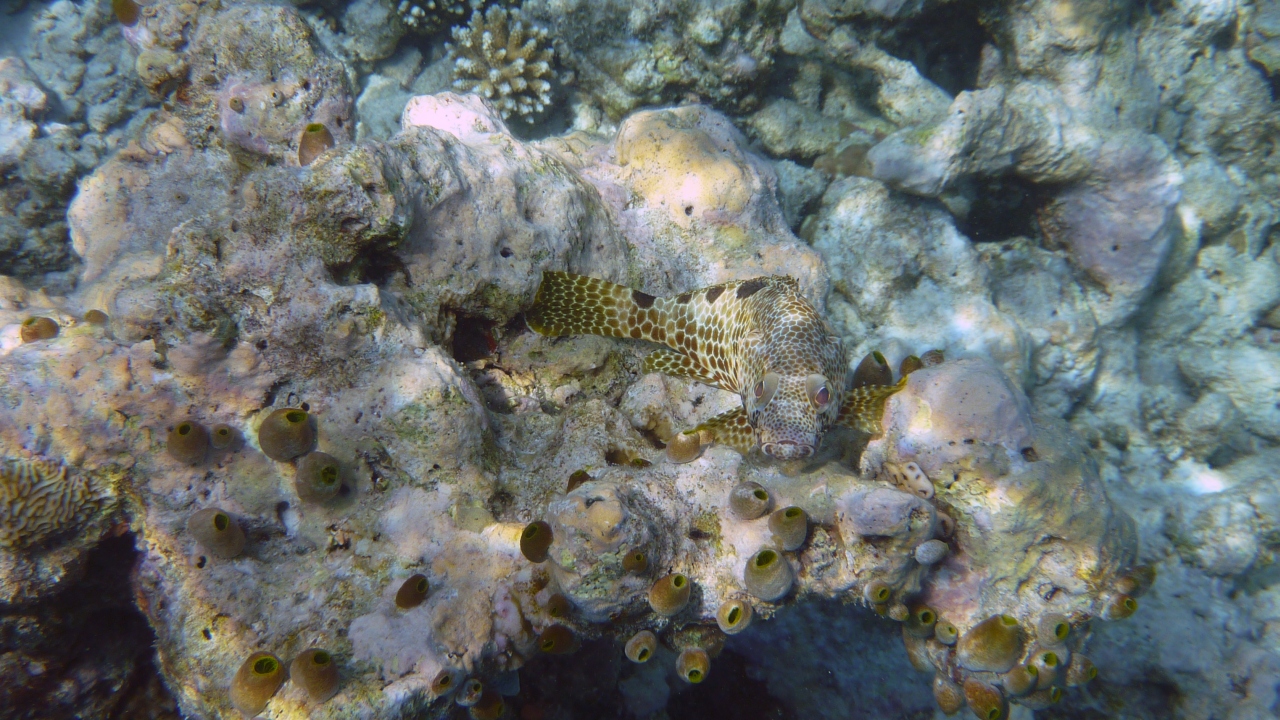 Vierfleck-Wabenbarsch - Foursaddle grouper - Epinephelus spilotoceps