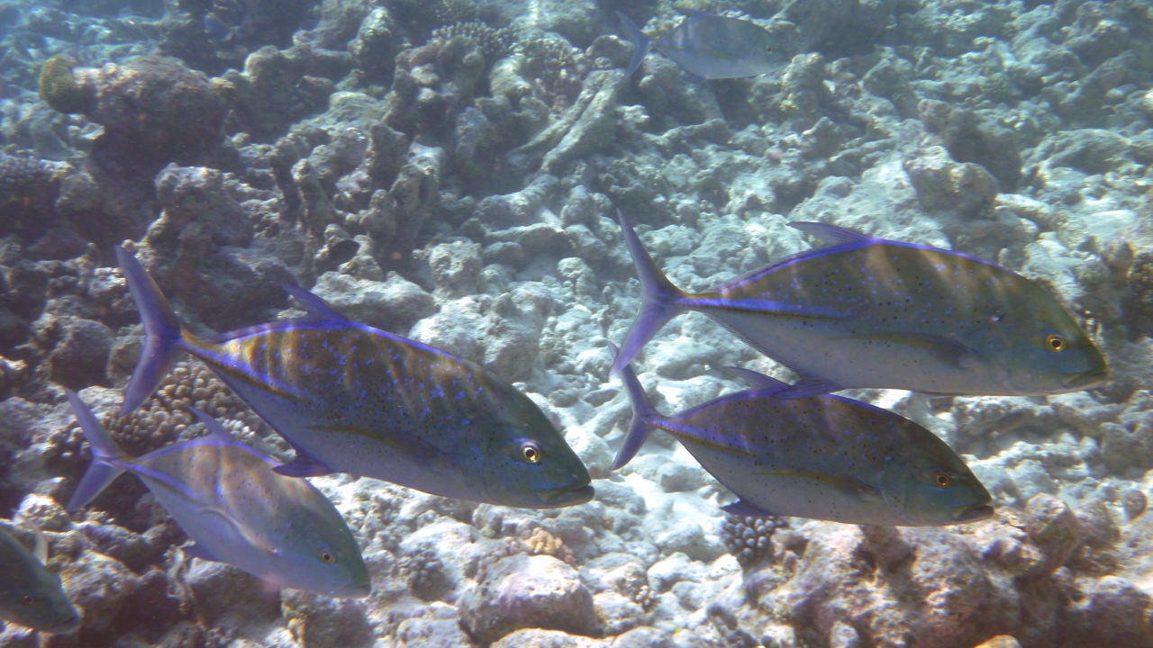 Blauflossen-Makrele - Bluefin trevally - Caranx melampygus