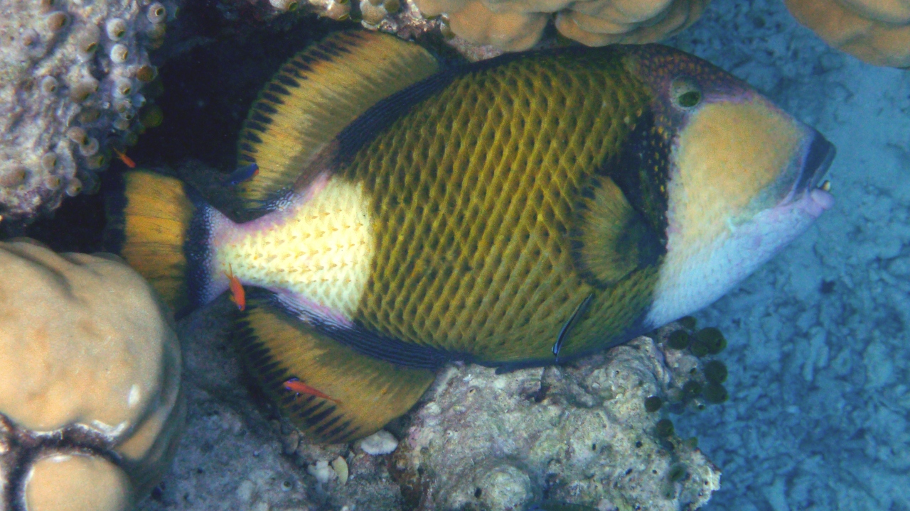 Grüner Riesendrückerfisch - Titan Triggerfish - Balistoides viridescens