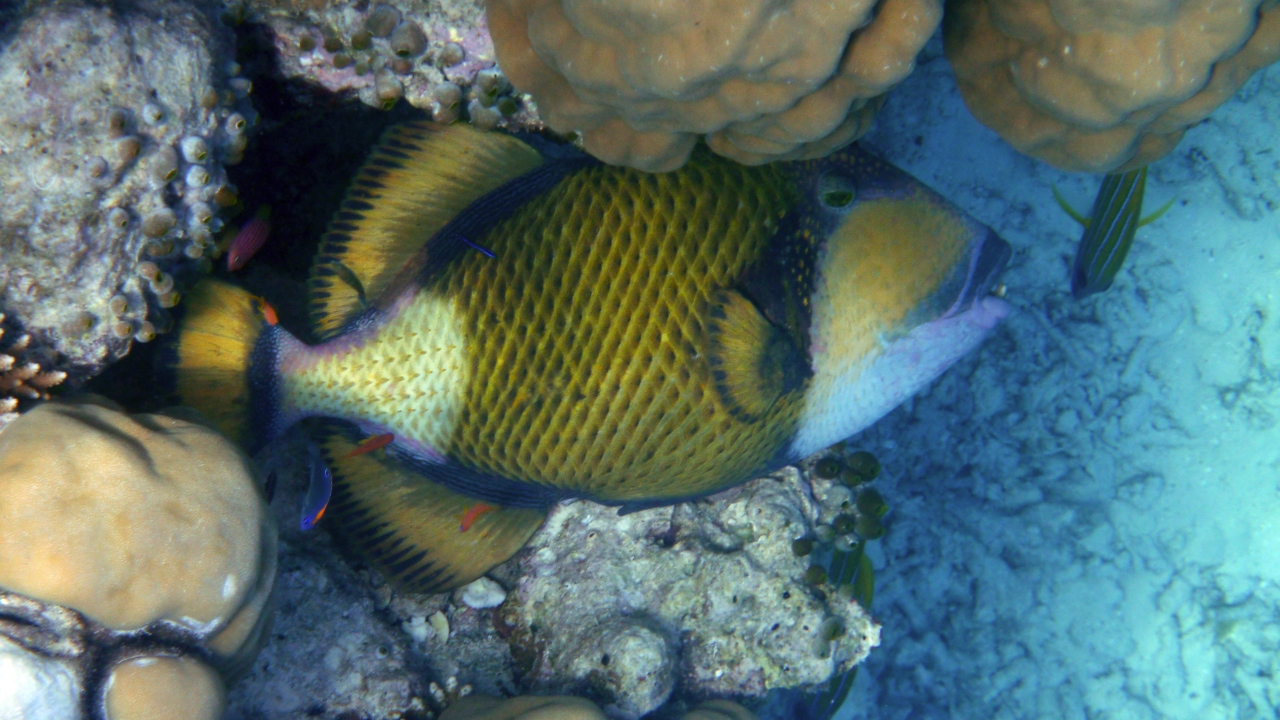 Grüner Riesendrückerfisch - Titan Triggerfish - Balistoides viridescens