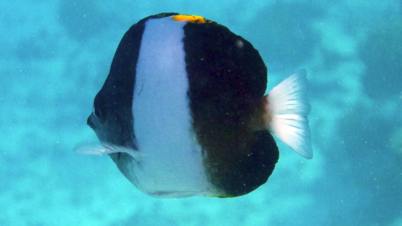 Schwarzer Pyramidenfalterfisch - Brown-and-white butterflyfish - Hemitaurichthys zoster