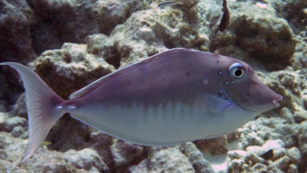 Blauklingen-Nasendoktor - Bluespine unicornfish - Naso unicornis