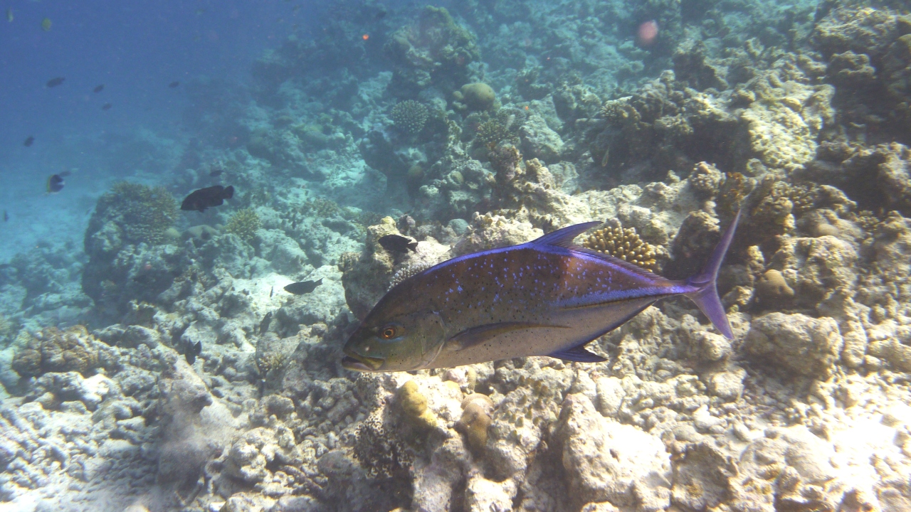 Blauflossen-Makrele - Bluefin trevally - Caranx melampygus