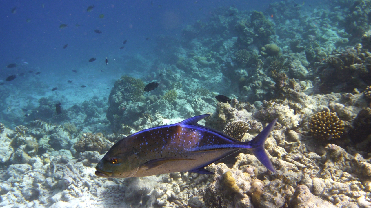 Blauflossen-Makrele - Bluefin trevally - Caranx melampygus