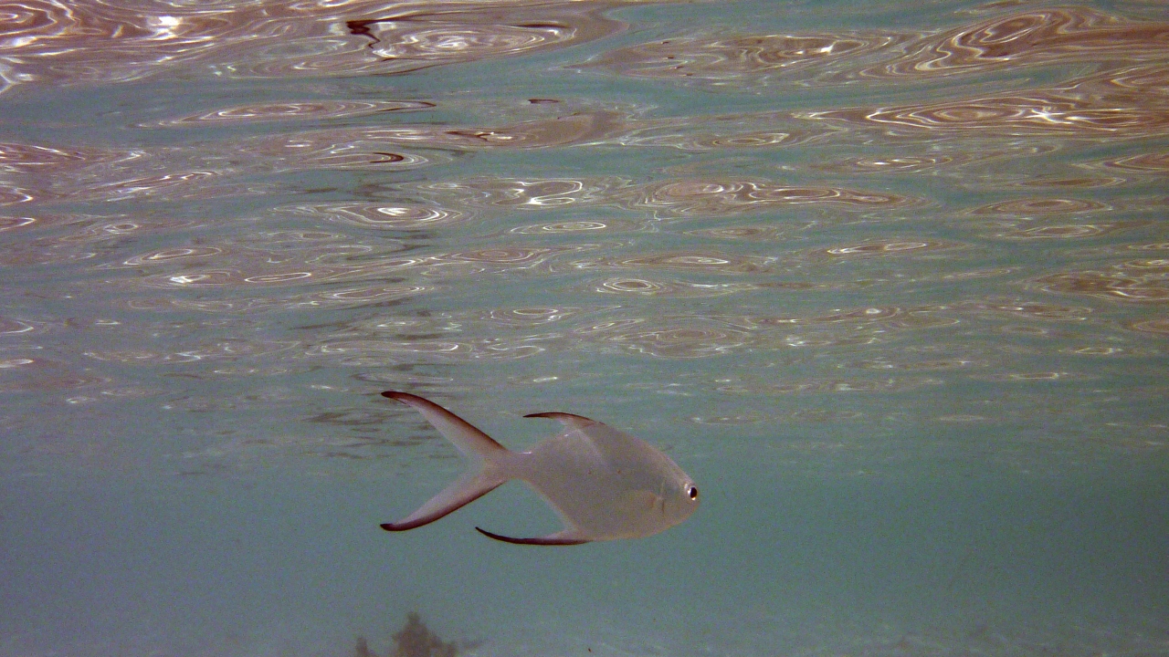 Stupsnasen-Pompano - Snubnose pompano - Trachinotus blochii