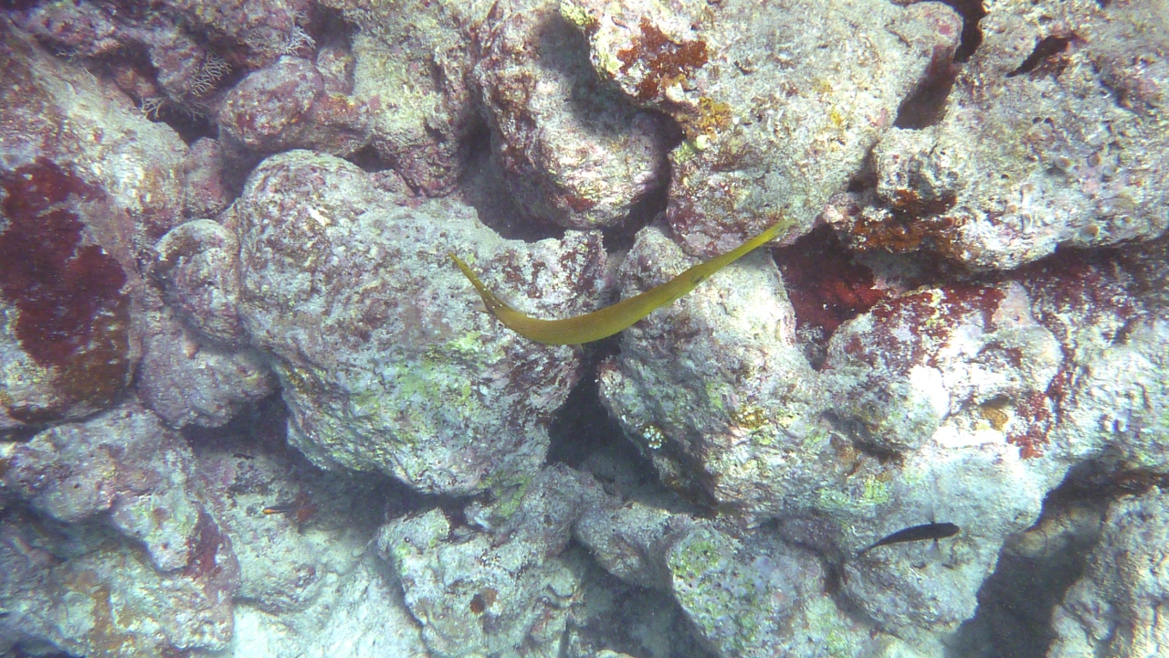 Trompetenfisch - Chinese trumpetfish - Aulostomus chinensis