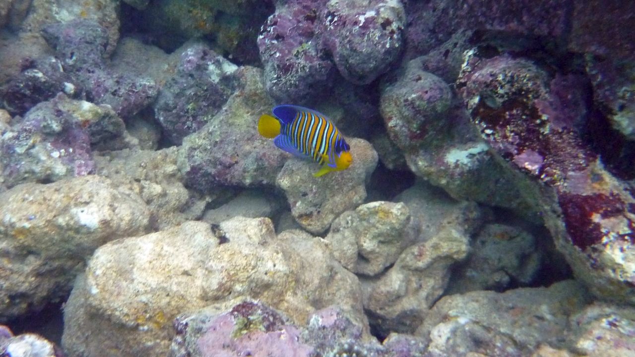 Pfauen-Kaiserfisch - Royal angelfish - Pygoplites diacanthus