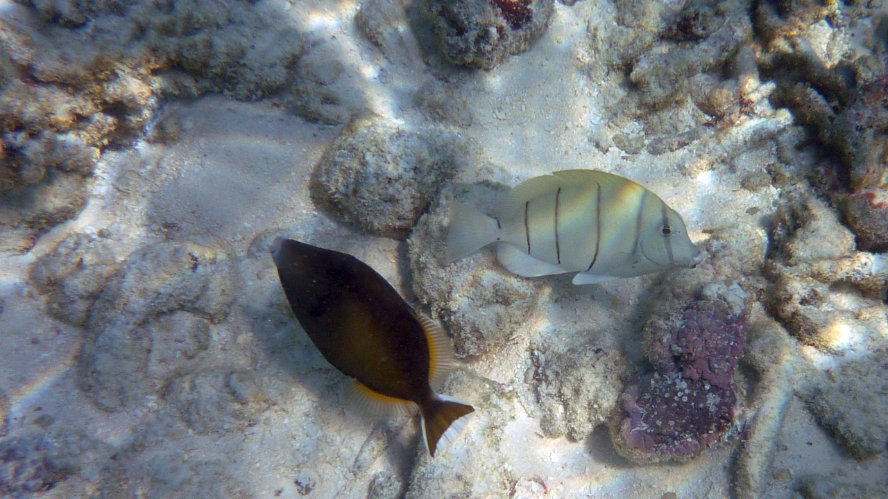 Blaubrust-Drückerfisch - Sufflamen chrysopterus und Gitter-Doktorfisch - Acanthurus triostegus