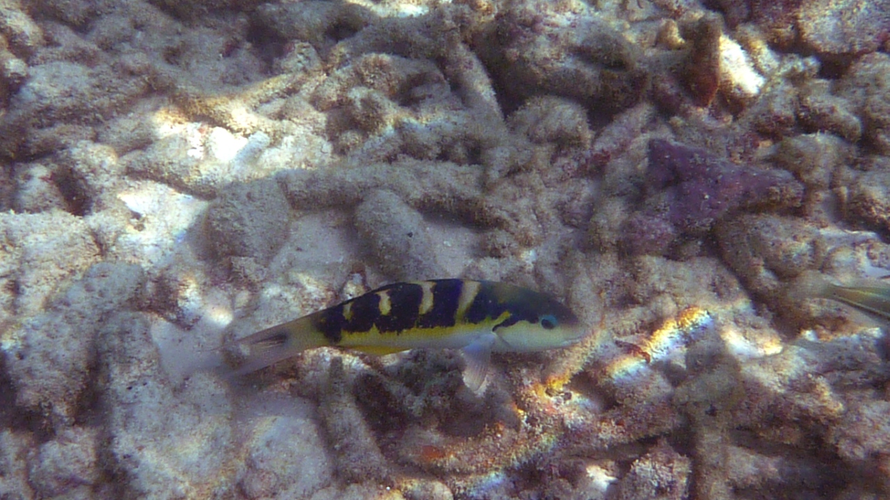 Jansens Junker - Jansen's wrasse - Thalassoma jansenii