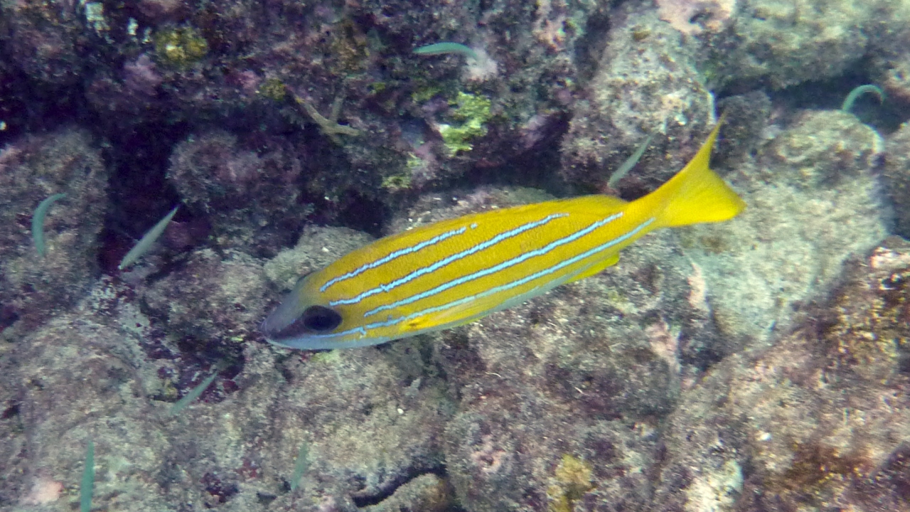 Blaustreifen-Schnapper - Bluestripe snapper - Lutjanus kasmira