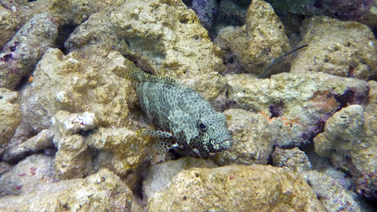 Vierfleck-Wabenbarsch - Foursaddle grouper - Epinephelus spilotoceps