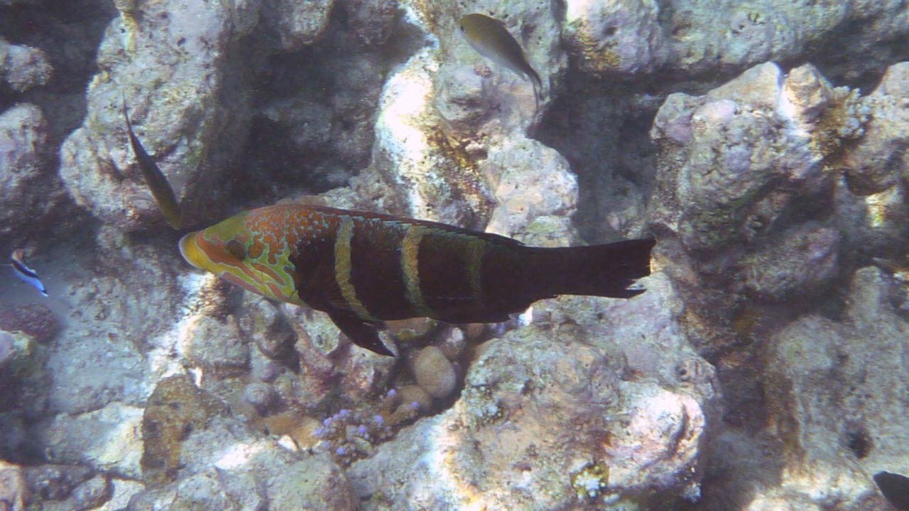 Streifen-Bannerlippfisch - Barred thicklip - Hemigymnus fasciatus