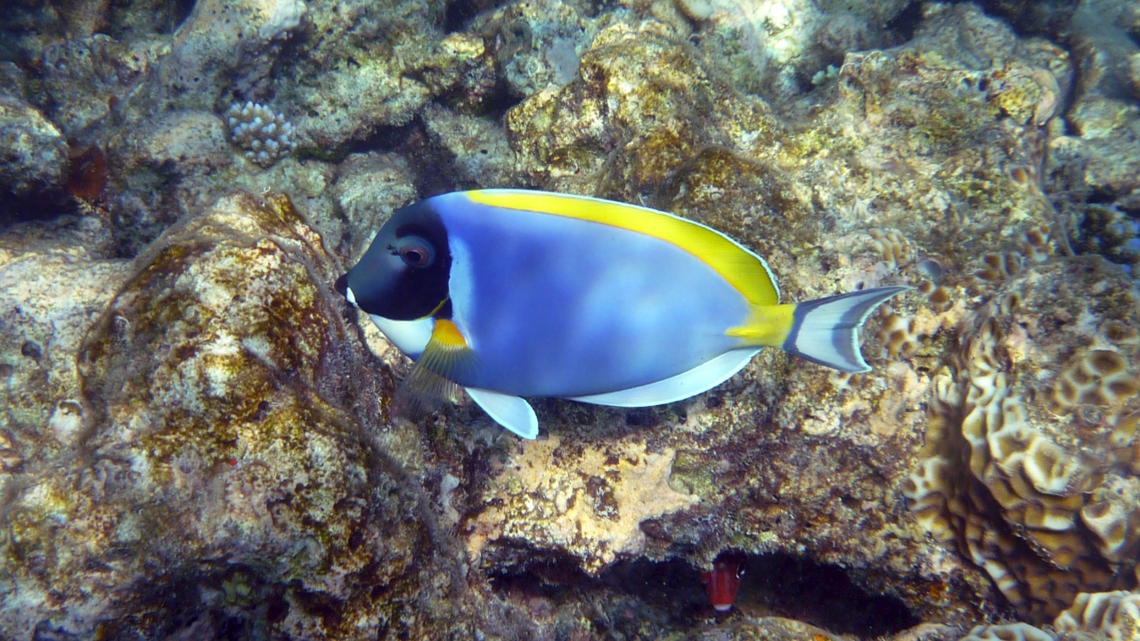 Weißkehl-Doktorfisch - Powderblue Surgeonfish - Acanthurus leucosternon