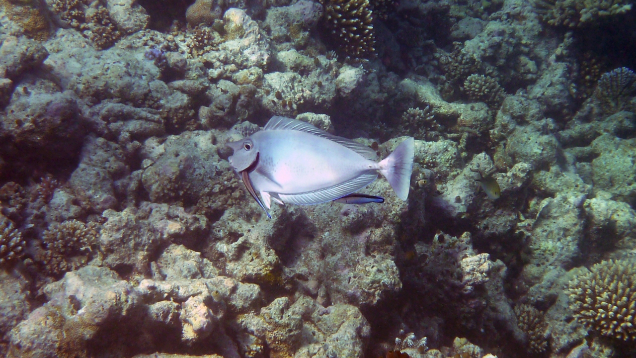 Blauklingen-Nasendoktor - Bluespine unicornfish - Naso unicornis