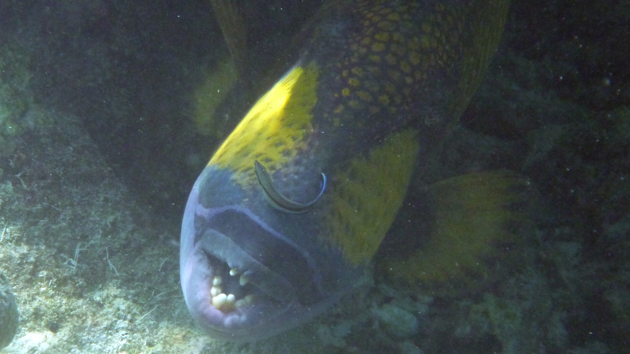 Grüner Riesendrückerfisch - Titan Triggerfish - Balistoides viridescens