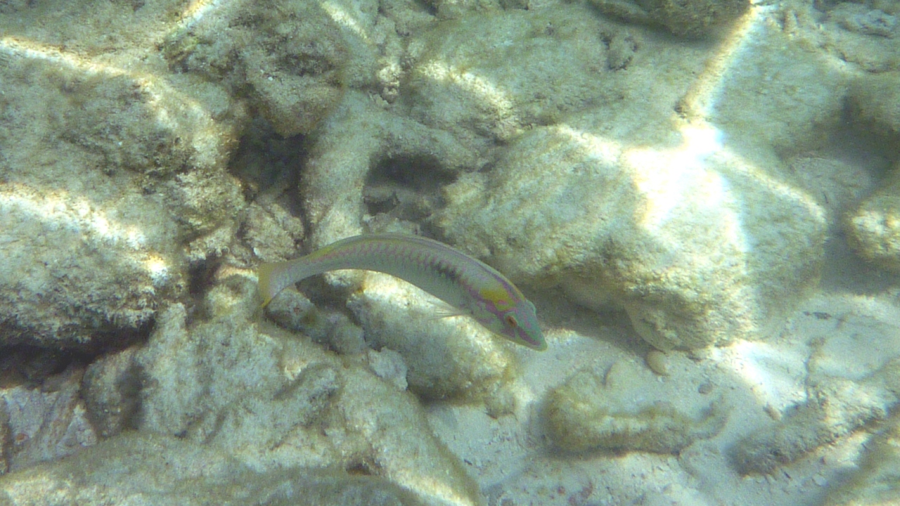 Zickzack-Junker - Zigzag wrasse - Halichoeres scapularis