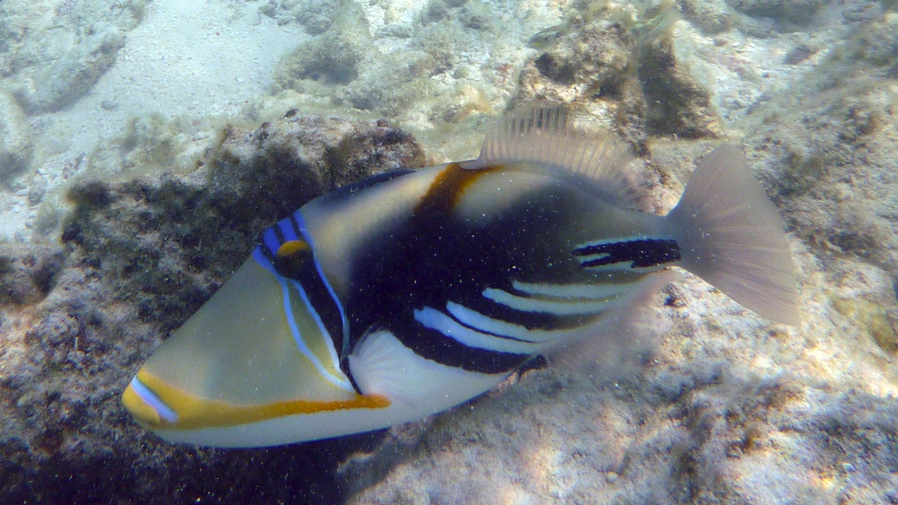 Picasso-Drückerfisch - Blackbar triggerfish - Rhinecanthus aculeatus