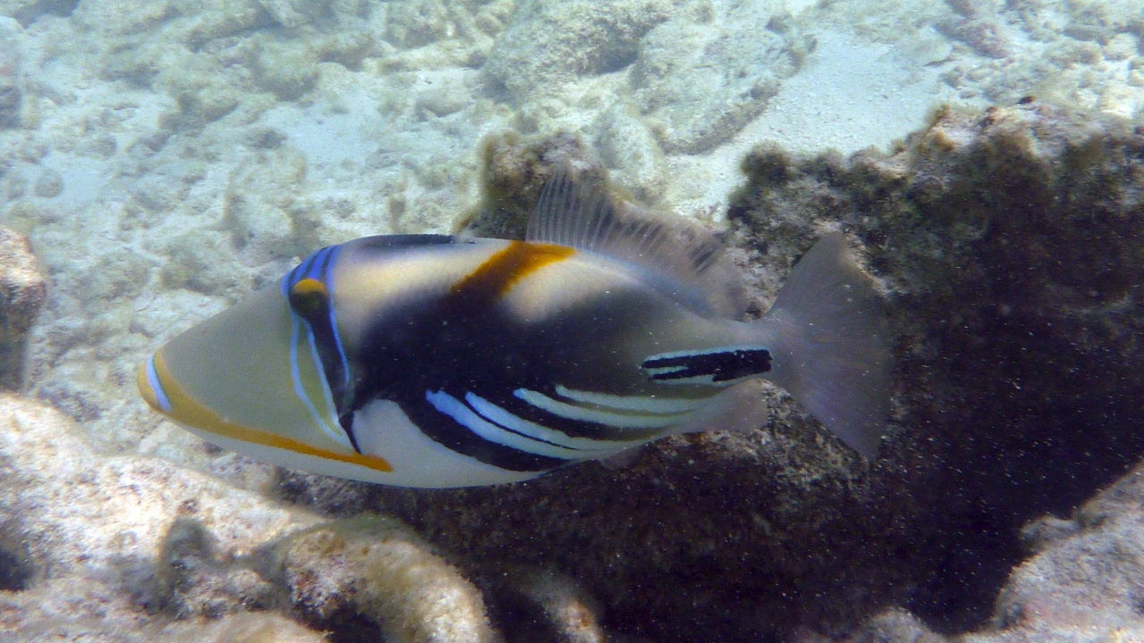 Picasso-Drückerfisch - Blackbar triggerfish - Rhinecanthus aculeatus