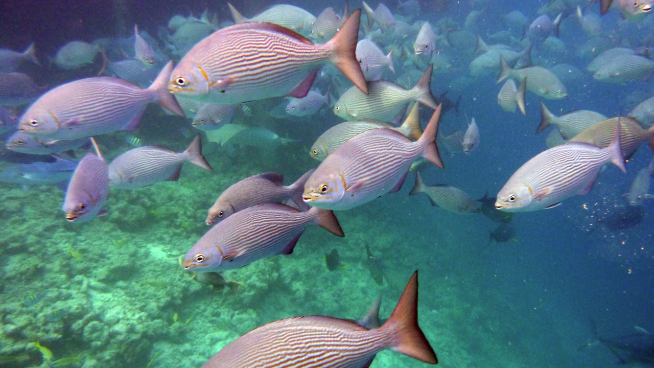 Messing-Ruderfisch - Brassy rudderfish - Kyphosus vaigiensis