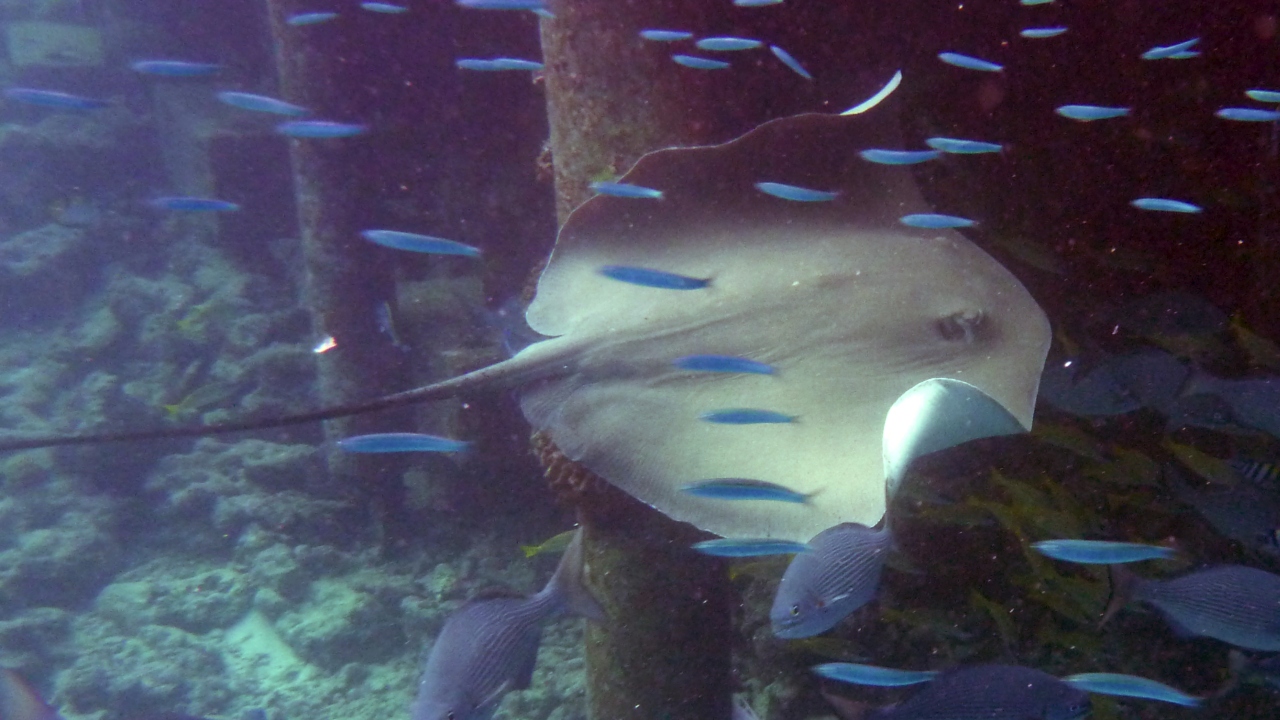 Jenkins Stechrochen - Jenkin's whipray - Himantura jenkinsi