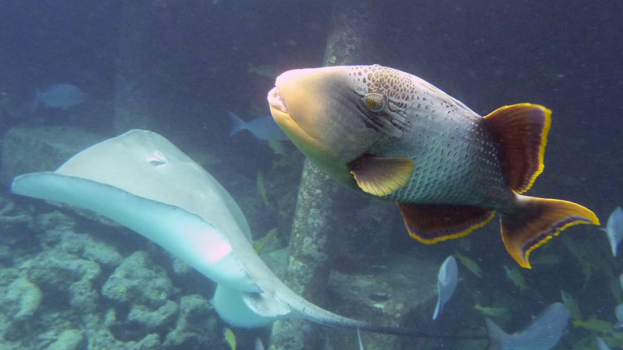 Jenkins Stechrochen - Himantura jenkinsi und Gelbsaum-Drückerfisch - Pseudobalistes flavimarginatus