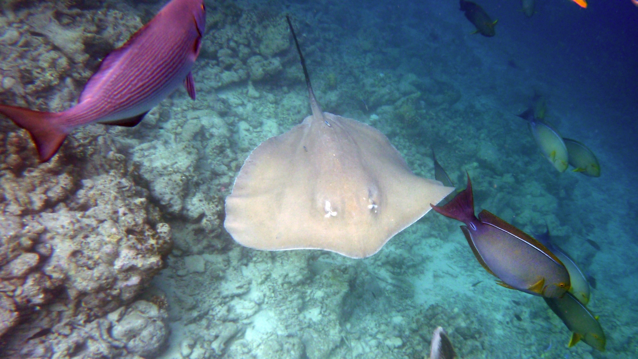 Jenkins Stechrochen - Jenkin's whipray - Himantura jenkinsi