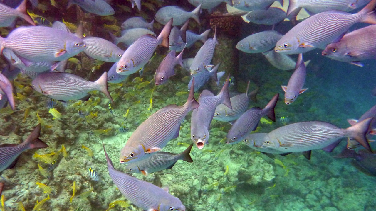 Messing-Ruderfisch - Brassy rudderfish - Kyphosus vaigiensis