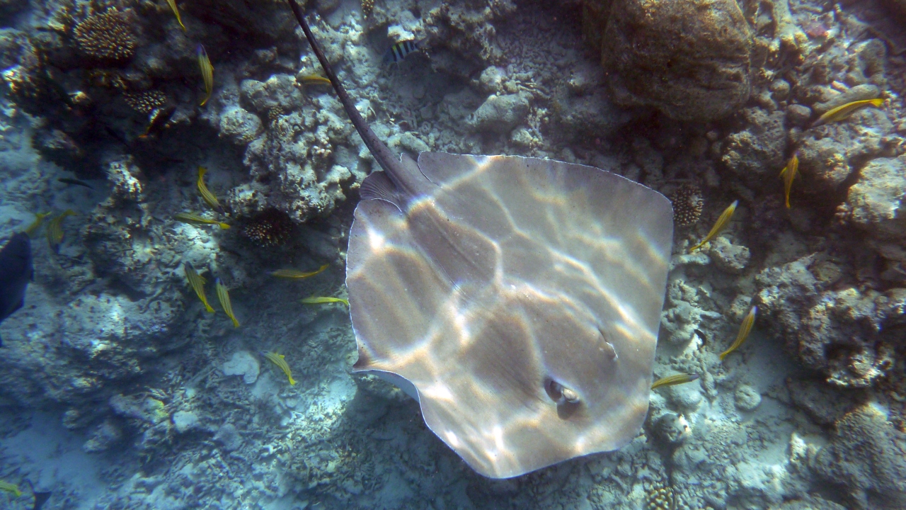 Jenkins Stechrochen - Jenkin's whipray - Himantura jenkinsi