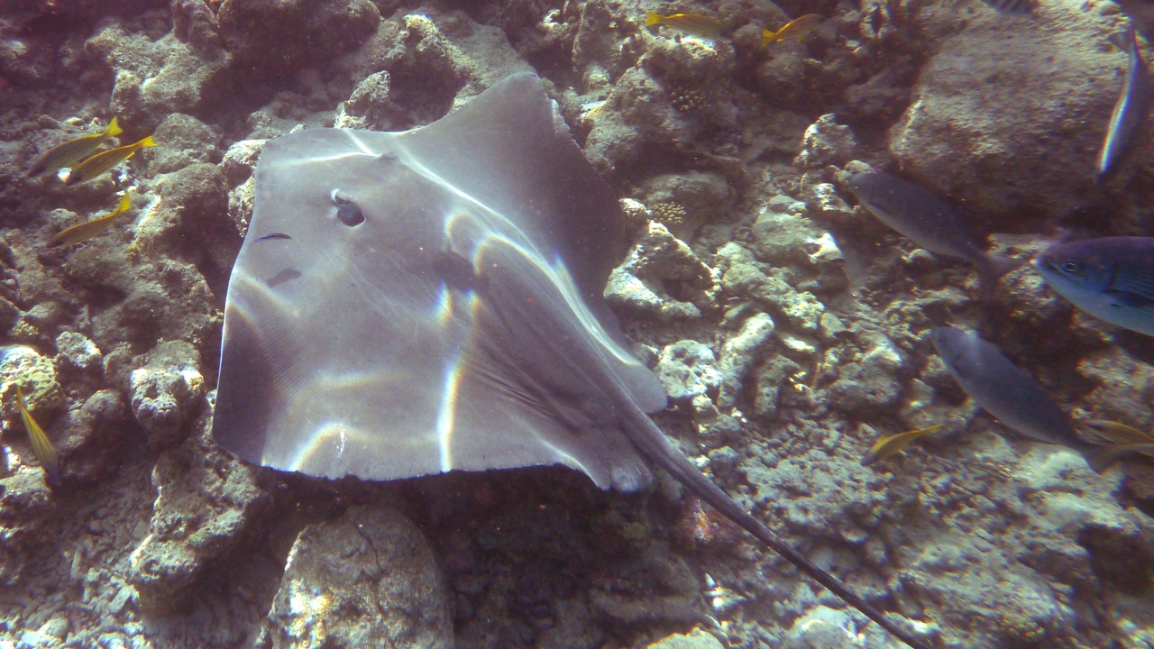 Jenkins Stechrochen - Jenkin's whipray - Himantura jenkinsi