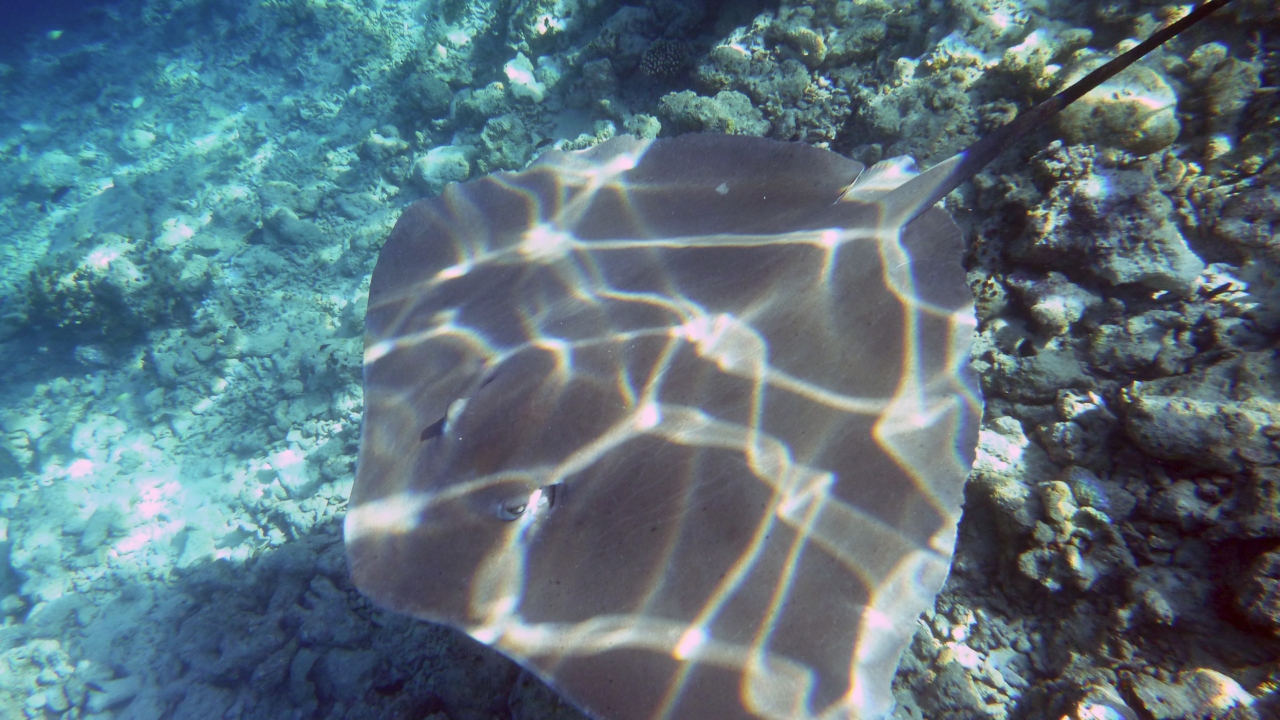 Jenkins Stechrochen - Jenkin's whipray - Himantura jenkinsi