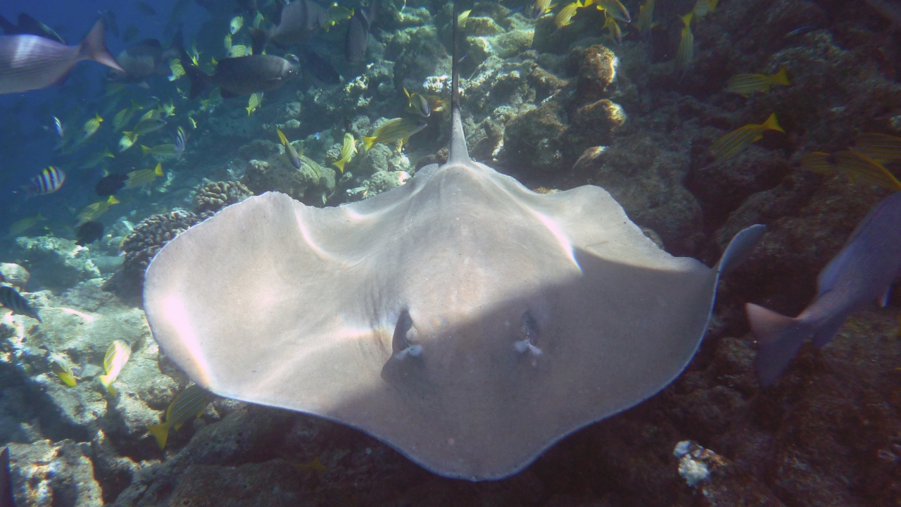 Jenkins Stechrochen - Jenkins whipray - Himantura jenkinsi