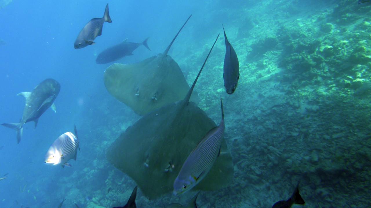 Jenkins Stechrochen - Jenkin's whipray - Himantura jenkinsi