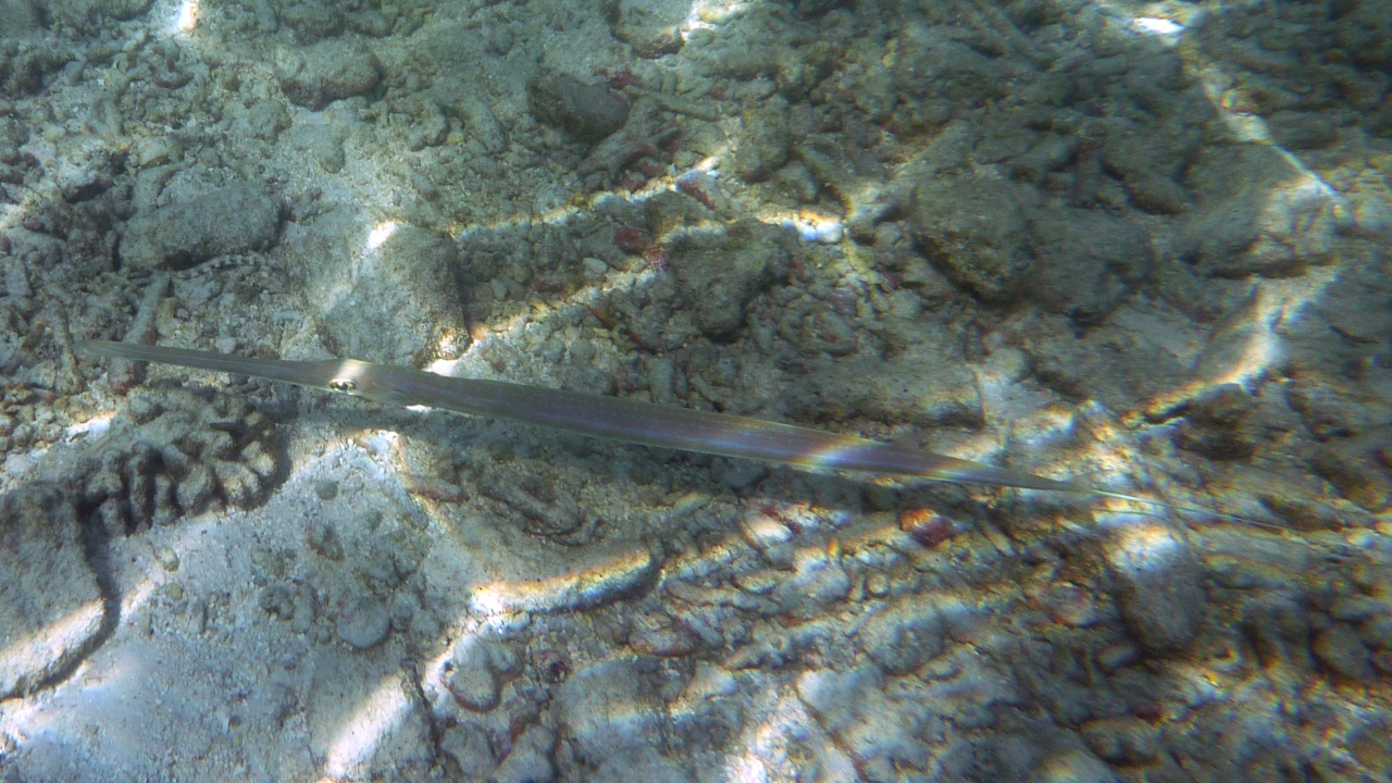 Flötenfisch - Bluespotted cornetfish - Fistularia commersonii
