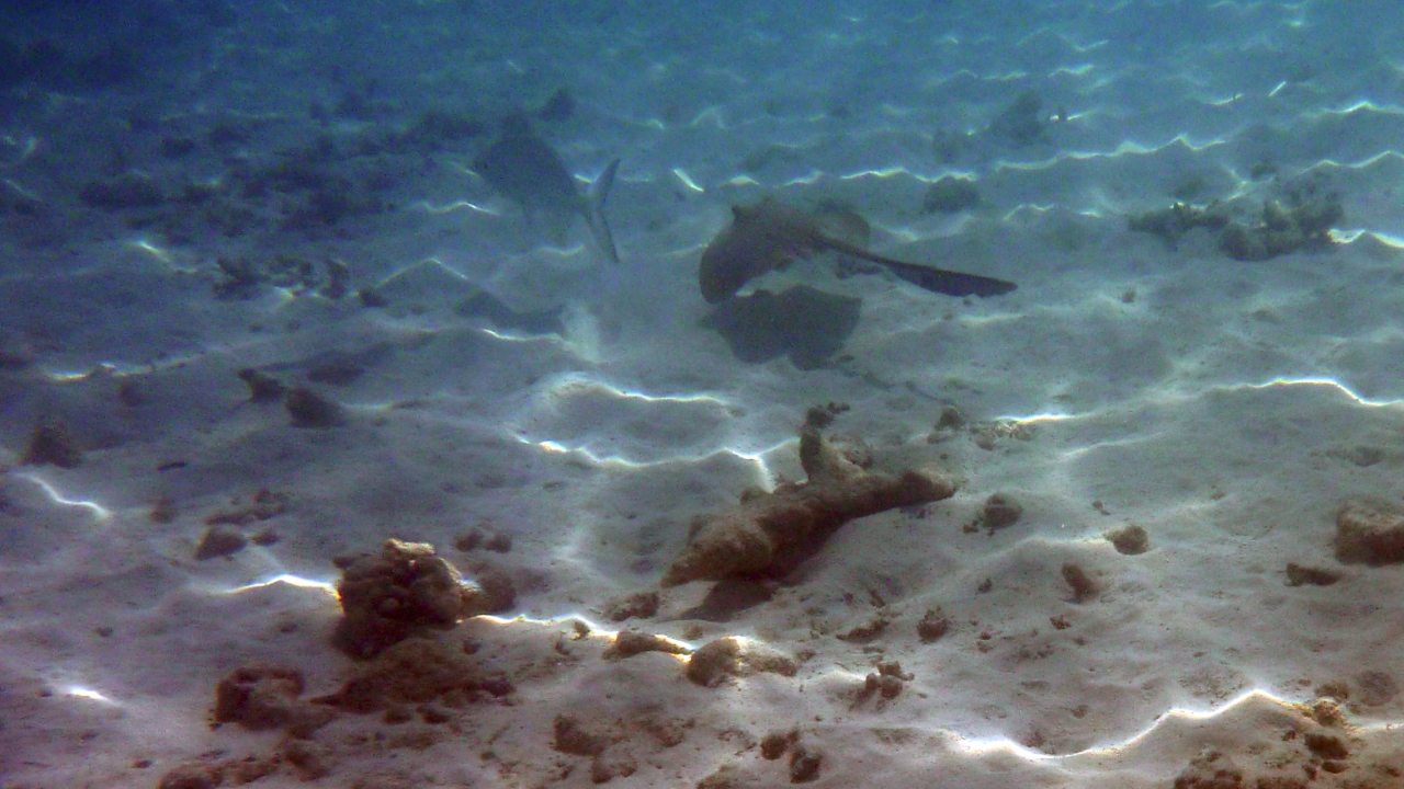 Federschwanz-Stechrochen - Cowtail ray - Pastinachus sephen