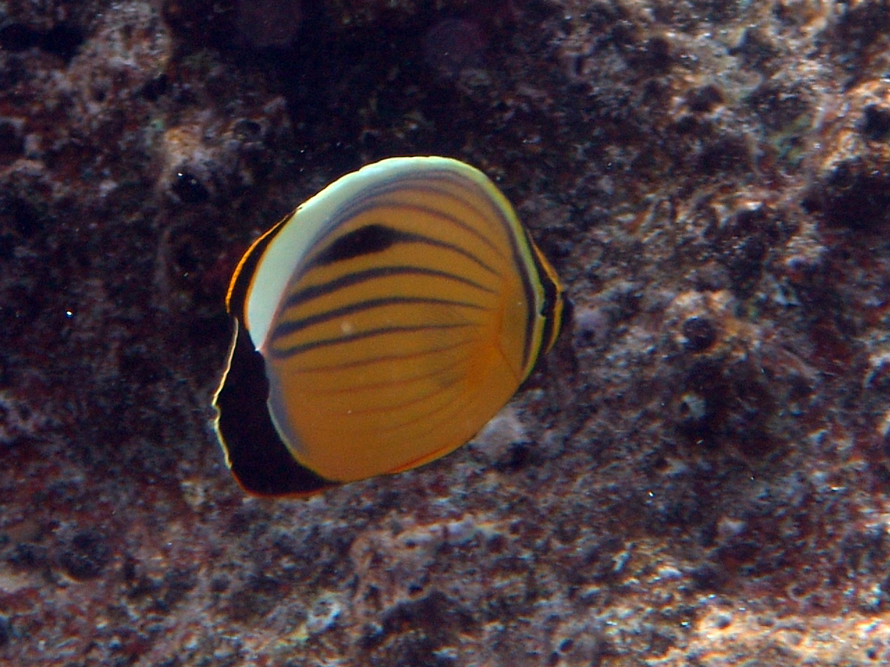 Rotmeer-Rippenfalterfisch - Chaetodon austriacus