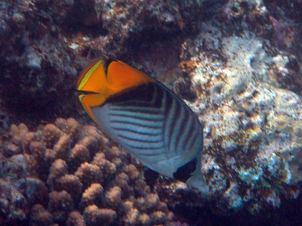 Fähnchen-Falterfisch - Chaetodon auriga