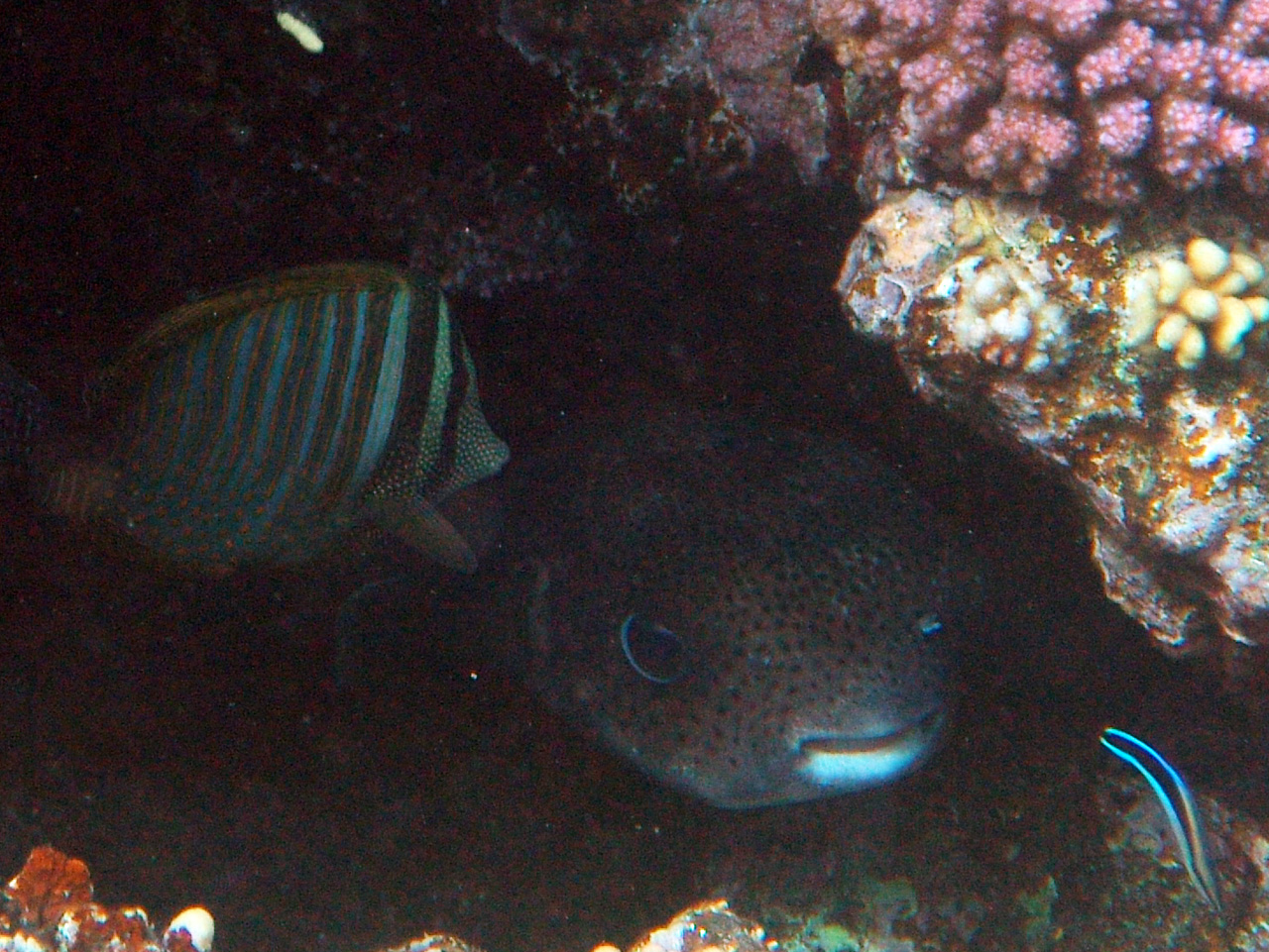 Gelbflecken-Igelfisch - Cyclichthys spilostylus