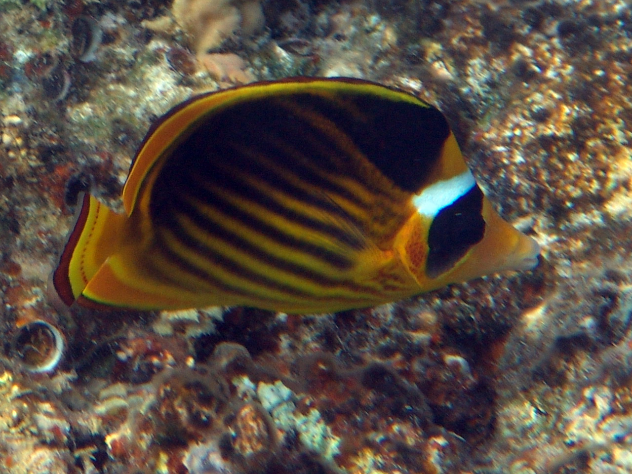 Tabak-Falterfisch - Chaetodon fasciatus