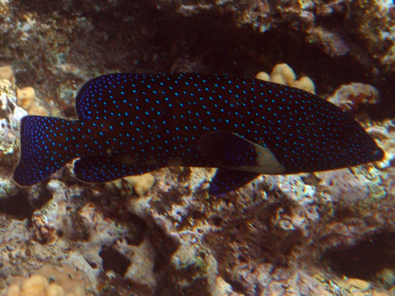 Pfauen-Zackenbarsch - Cephalopholis argus