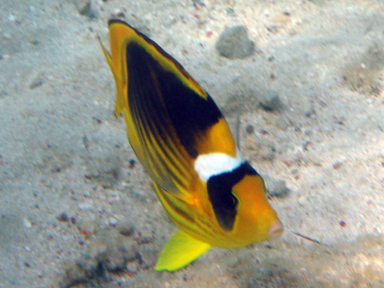 Tabak-Falterfisch - Chaetodon fasciatus