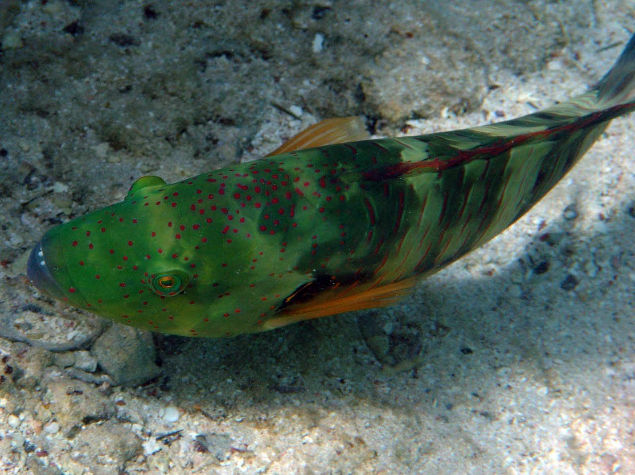 Besenschwanz-Prachtlippfisch - Cheilinus lunulatus