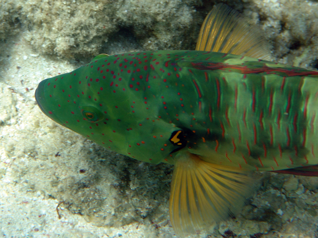 Besenschwanz-Prachtlippfisch - Cheilinus lunulatus