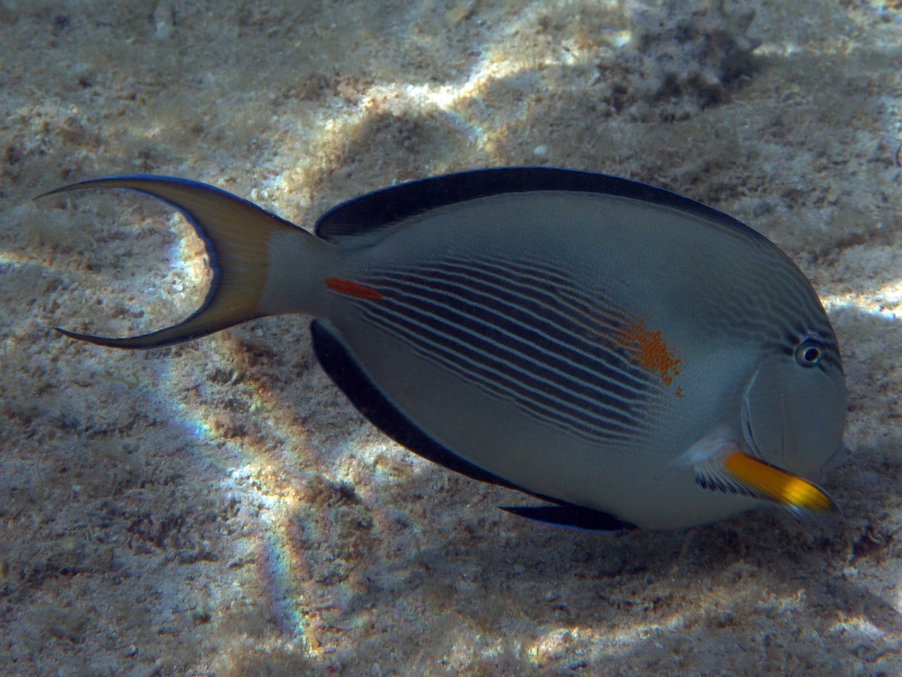 Arabischer Doktorfisch - Acanthurus sohal