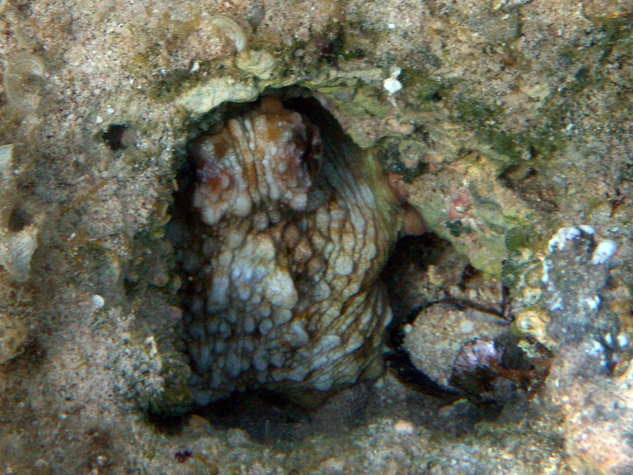 Weißfleck-Krake - Octopus macropus