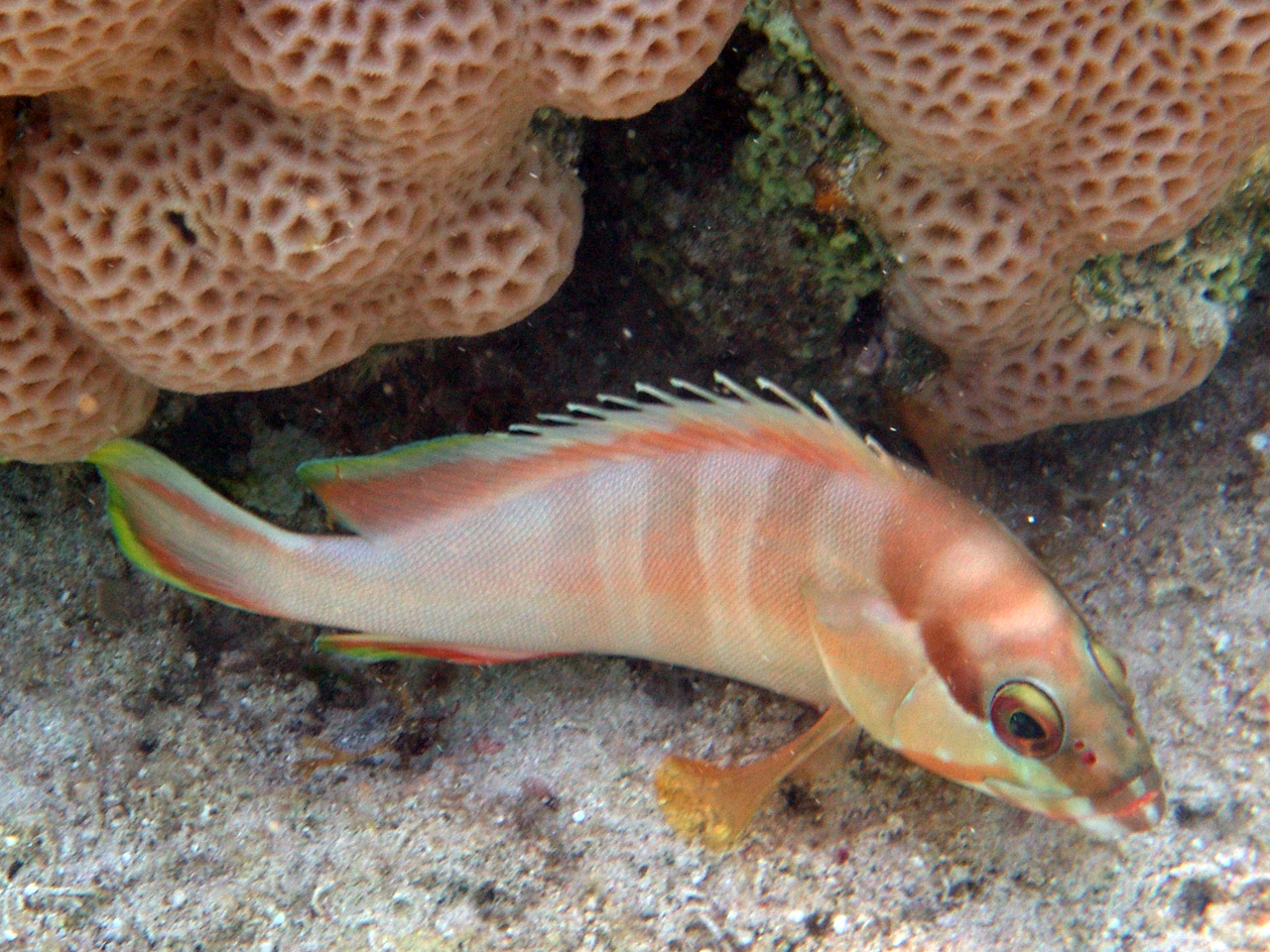 Baskenmützen-Zackenbarsch - Epinephelus fasciatus