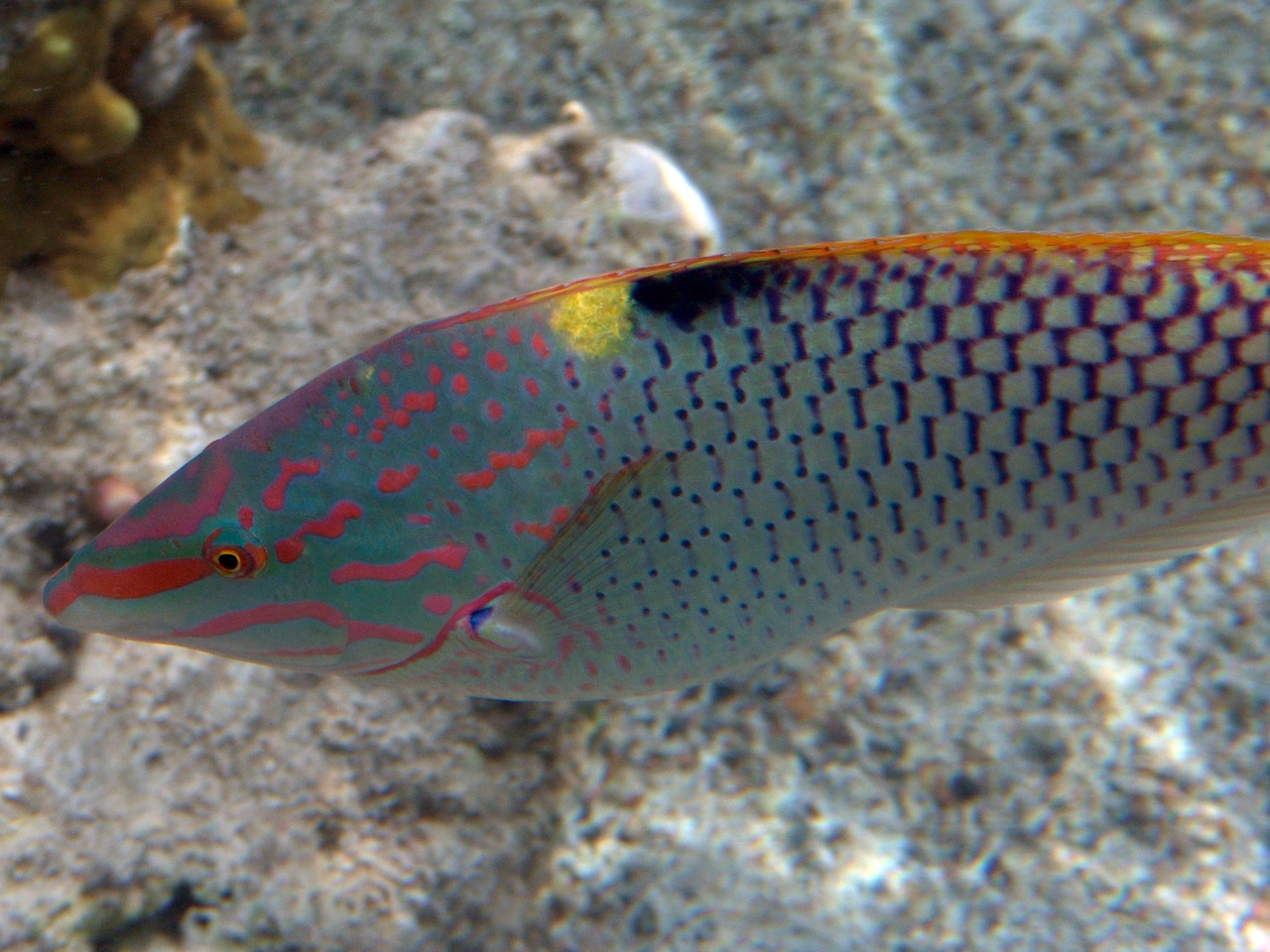 Schachbrett-Junker - Halichoeres hortulanus