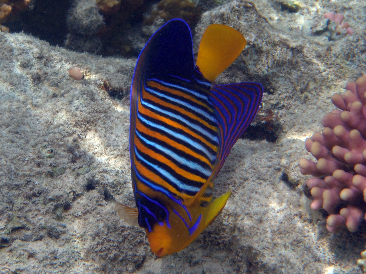 Pfauen-Kaiserfisch - Pygoplites diacanthus

