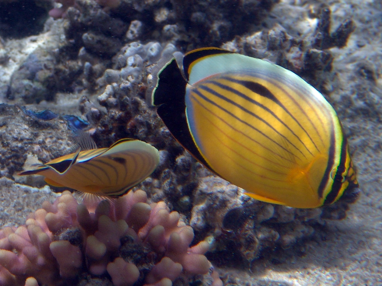 Rotmeer-Rippenfalterfisch - Chaetodon austriacus