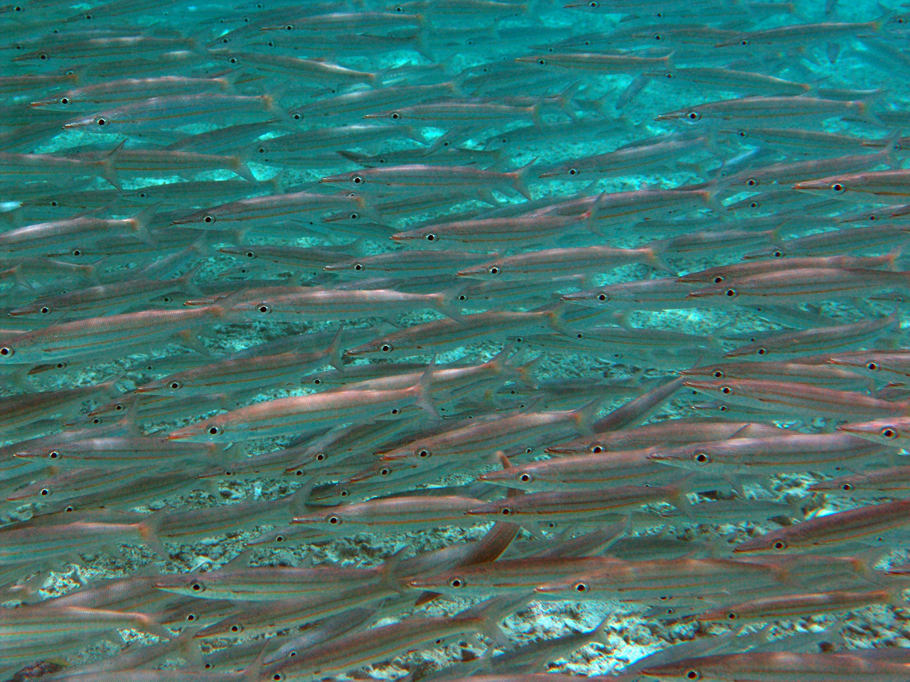 Gelbschwanz-Barrakuda - Sphyraena flavicauda