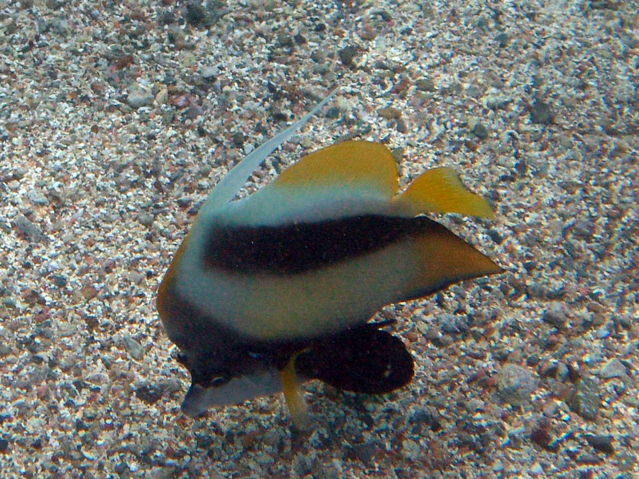 Rotmeer-Wimpelfisch - Heniochus intermedius